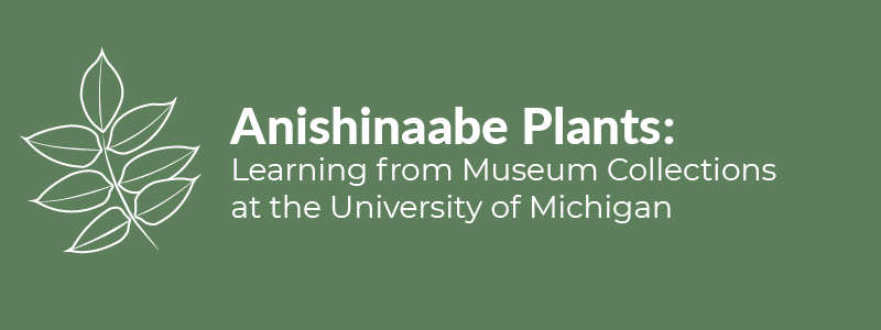 Anishinaabe Plants